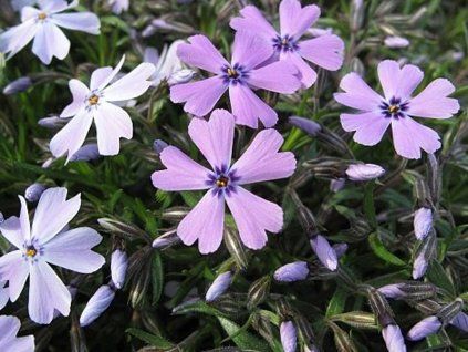 blue violet