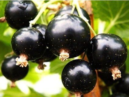 alder