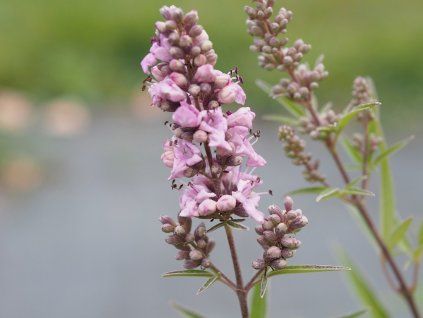 pink pin