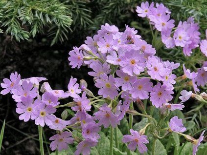 frondosa