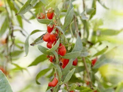 barbarum