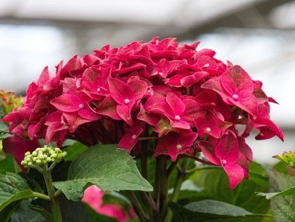 Hydrangea macrophylla Fire Wings (1)