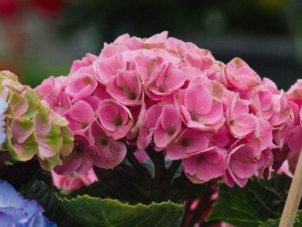 Hydrangea macrophylla Island Pink (1)