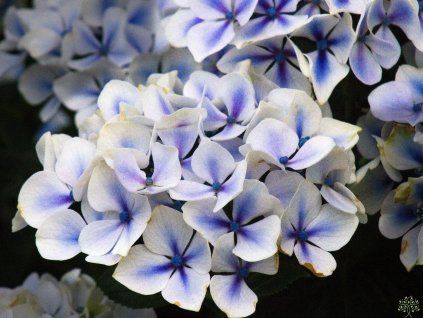 Hydrangea macrophylla Diva Blue