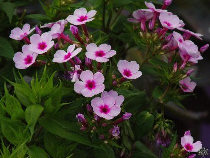 Phlox Early Lavender Eye