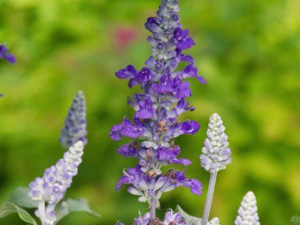 Salvia farineca Velocity (2)