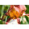 Iris Rimfire (3)