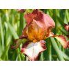 Iris Rimfire (2)