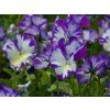 Viola odorata 'Rebecca Cawthorne' (2)