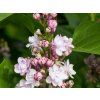 Syringa Michel Buchner (2)