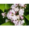 Syringa Michel Buchner (1)