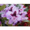 Rhododendron Mettalica (2)