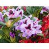 Rhododendron Mettalica (1)