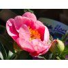 Paeonia Lovely Rose (2)
