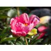 Paeonia Lovely Rose (1)