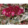 Hydrangea serrata 'Euphoria Pink'