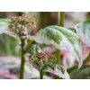 Hydrangea Euphoria Pink (2)