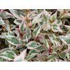 Hydrangea Euphoria Pink