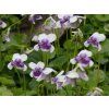 Viola hederacea (1)
