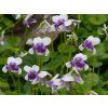 Viola hederacea (2)