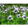 viola hederace
