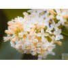 primrose