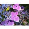 blue clouds 1