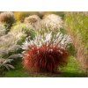 Miscanthus Lady in Red 21