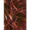 Miscanthus Lady in Red 23