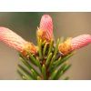 126364 roseospicata