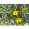 Třezalka 'Buttercup' (Balení kontejner p9)