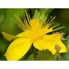 grandiflorum