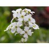 Hesperis matronalis 'White'