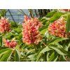 rosea