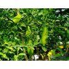 Australský citrus 'Faustrime' (Balení kontejner C2)