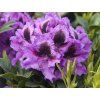 128221 rododendron graal muritz