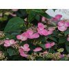 Hydrangea scandens 'First Love' PBR (1)