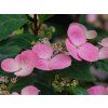 Hydrangea scandens 'First Love' PBR (2)