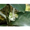 Citrus 'Agrionja' (Balení kontejner C2)