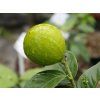 Citrus 'Agrionja' (Balení kontejner C2)