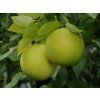 Grep 'Marsh Seedless' (Balení kontejner C2)