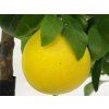 Grep 'Marsh Seedless' (Balení kontejner C2)