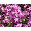 Dianthus Julka
