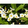 Primula japonica (2)