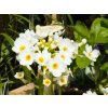 Primula japonica (1)