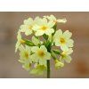 primula