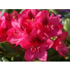 Rododendron 'Nova Zembla' (Balení kontejner C5)