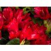 Rhododendron Bengal (1)