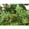 Picea abies 'Lombartsii' (4)