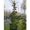 Picea abies 'Lombartsii' (5)